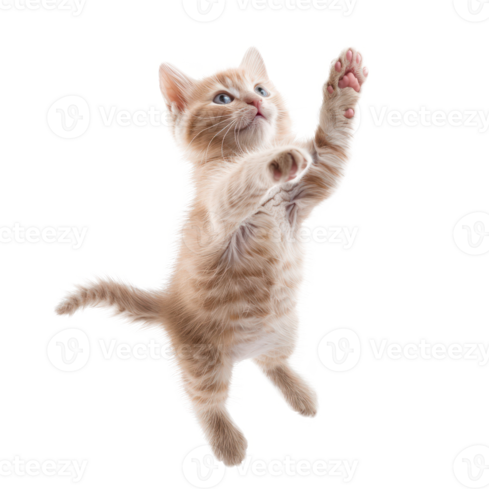 floated kitten jumping gesture try to catch something in the air, isolate on transparency background png
