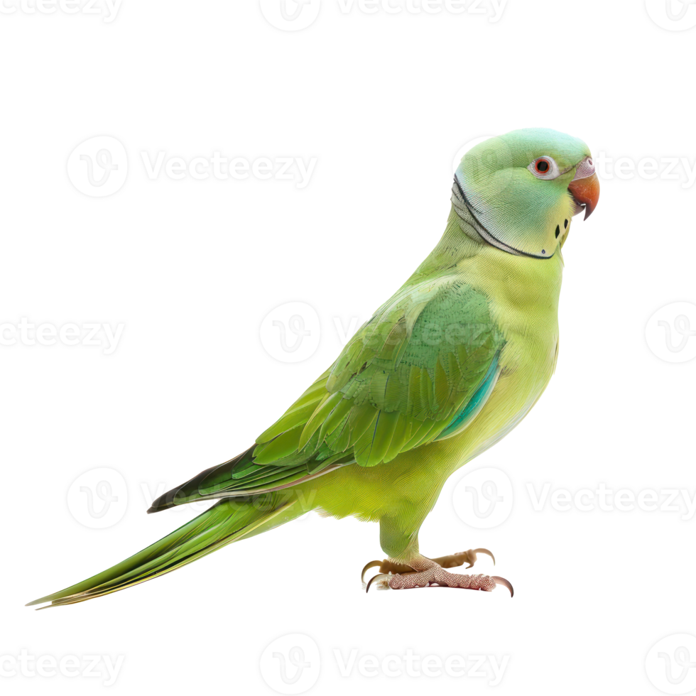 Parakeet side view full body isolate on transparency background png