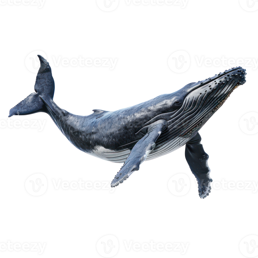 Whale full body isolate on transparency background png