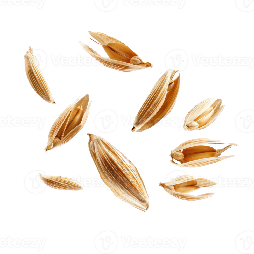 floating peeled ripe wheat seed isolate on transparency background png