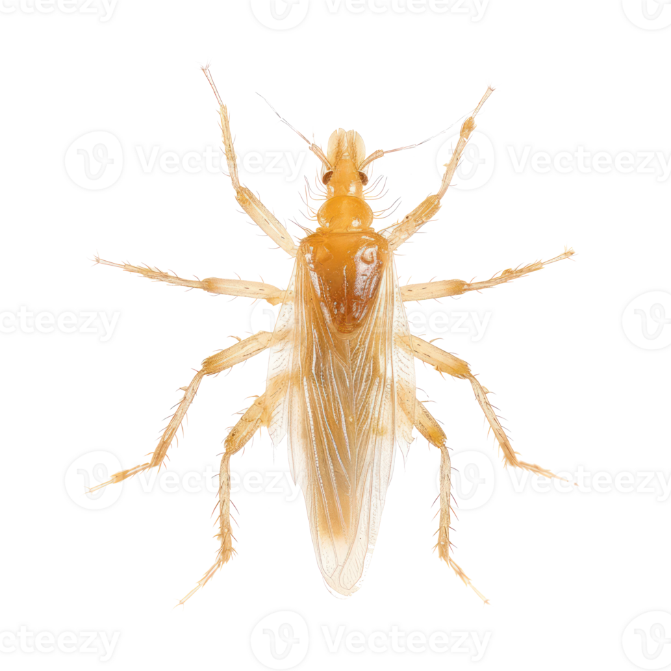 Lice front view full body isolate on transparency background png