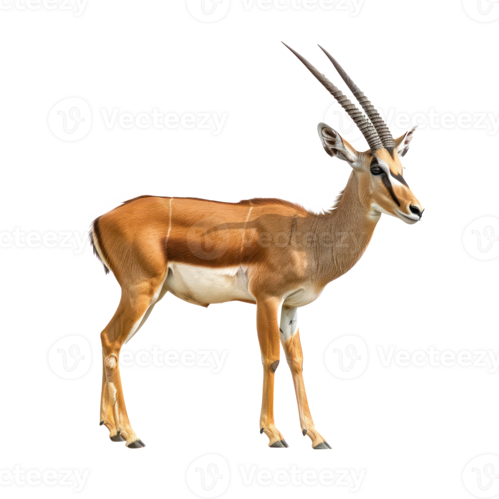 Antelope full body isolate on transparency background png