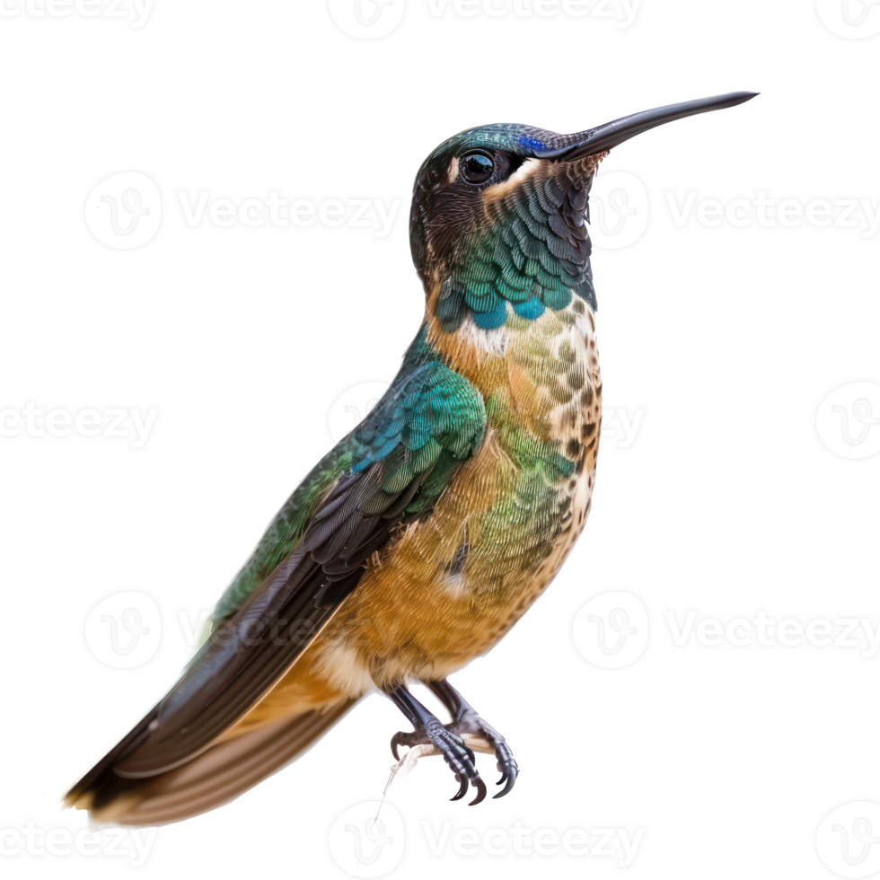 Hummingbird front view full body isolate on transparency background png
