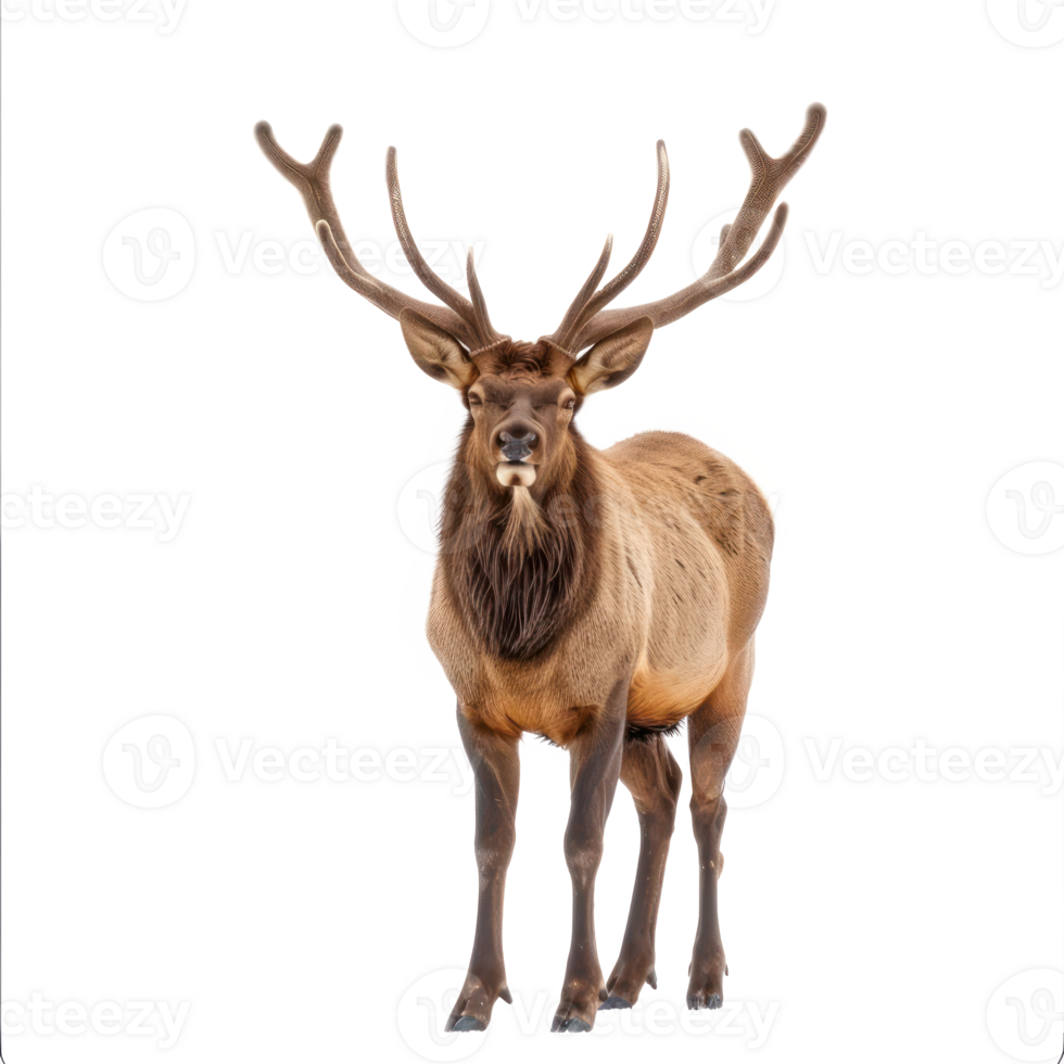 Elk front view full body isolate on transparency background png