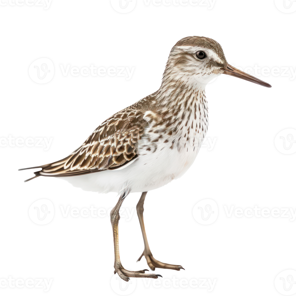 Sandpiper bird side view full body isolate on transparency background png