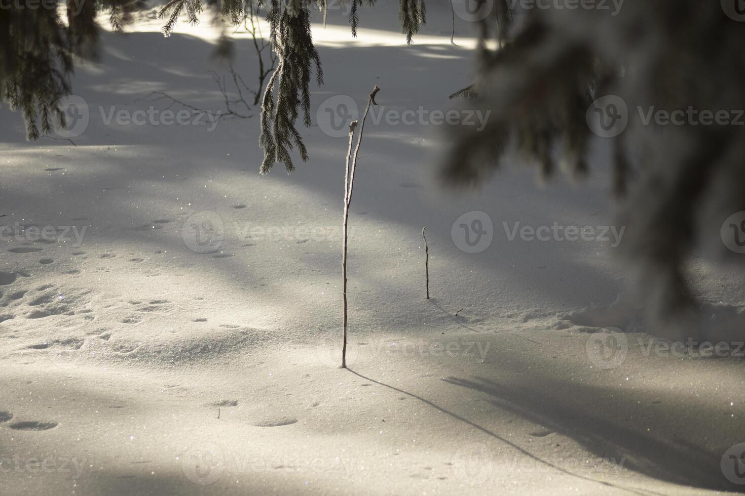 Winter in the forest. Frozen tree. A lot of snow. photo