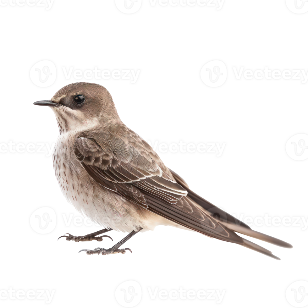 Common swift bird side view full body isolate on transparency background png