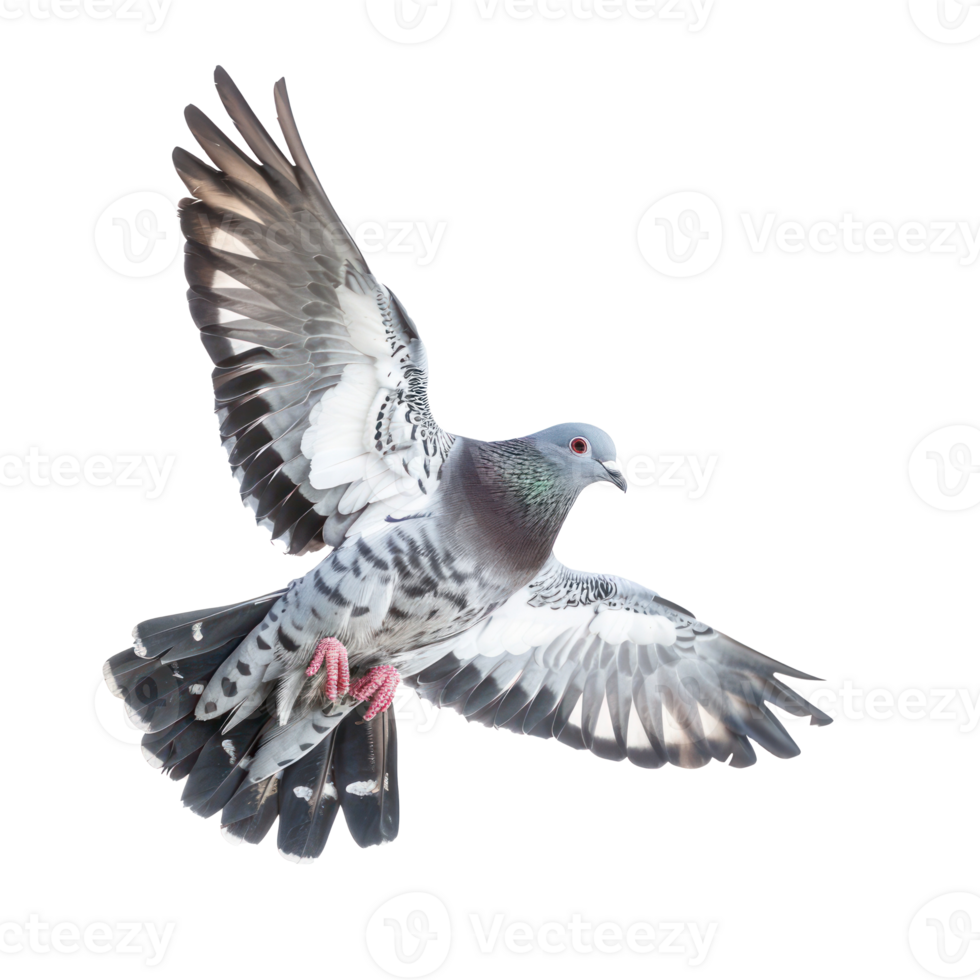 Dove fly full body isolate on transparency background png