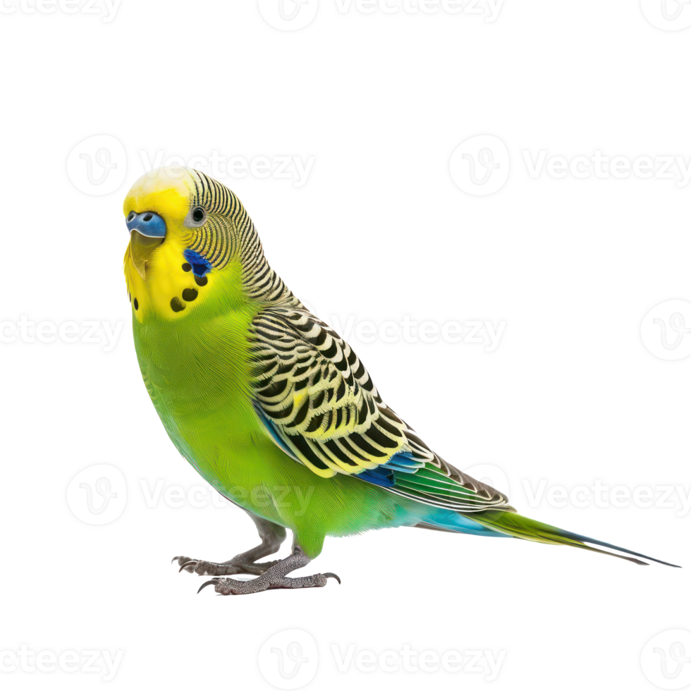 Parakeet side view full body isolate on transparency background png