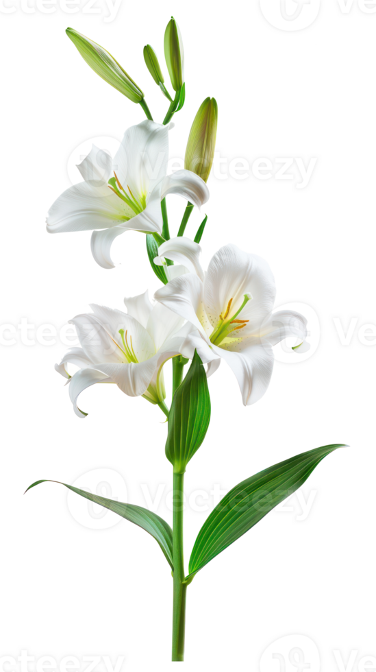 Easter lily branch and flower isolate on transparency background png