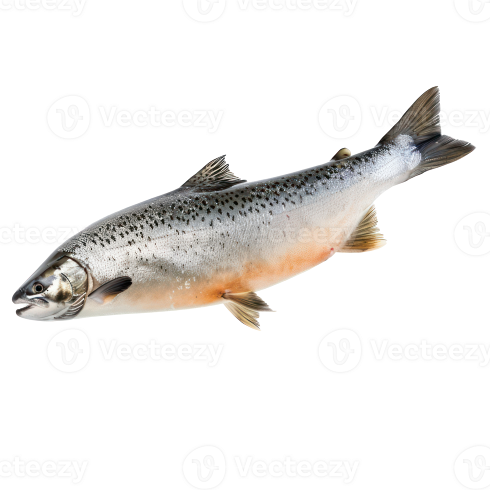 floating raw salmon isolate on transparency background png