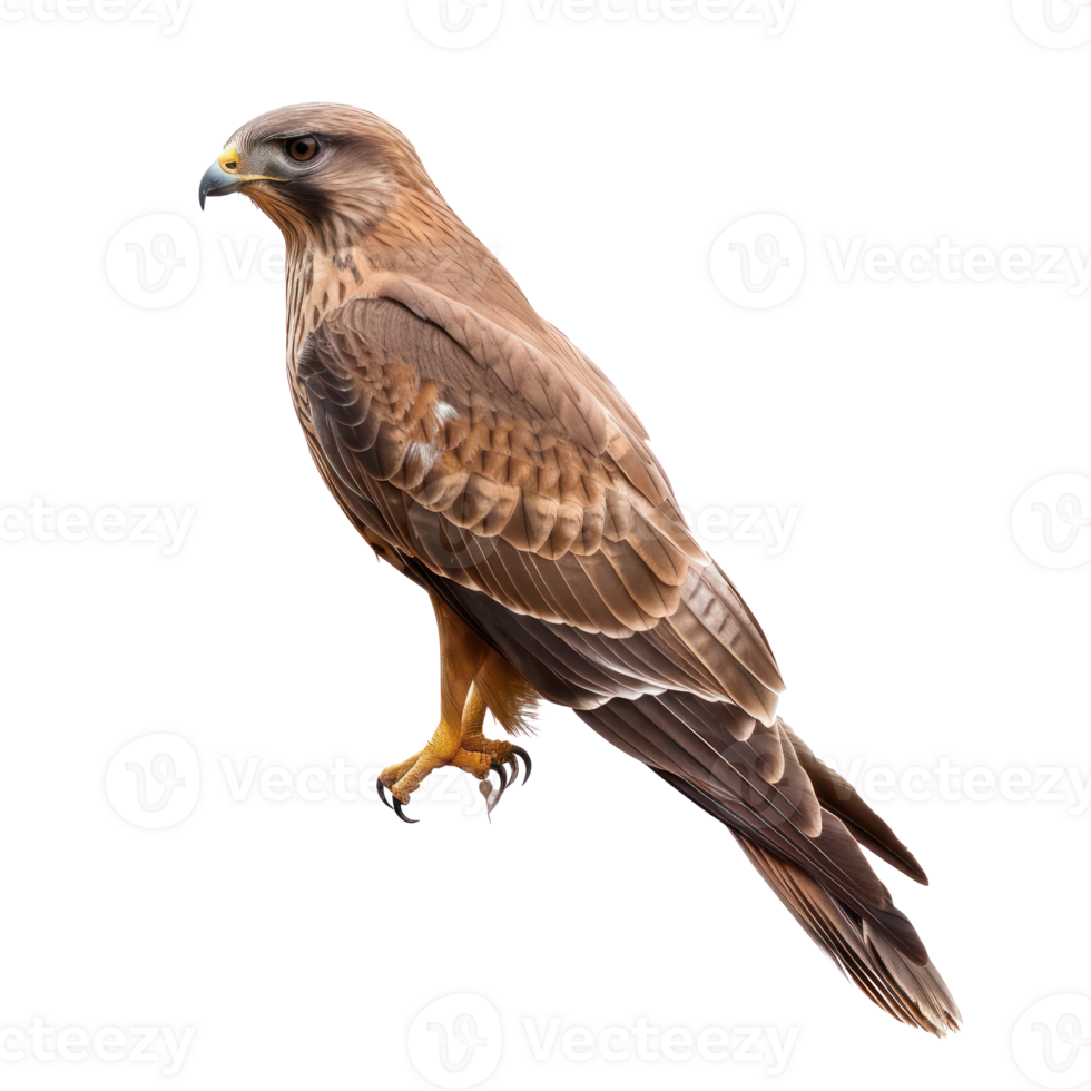 Kite bird side view full body isolate on transparency background png