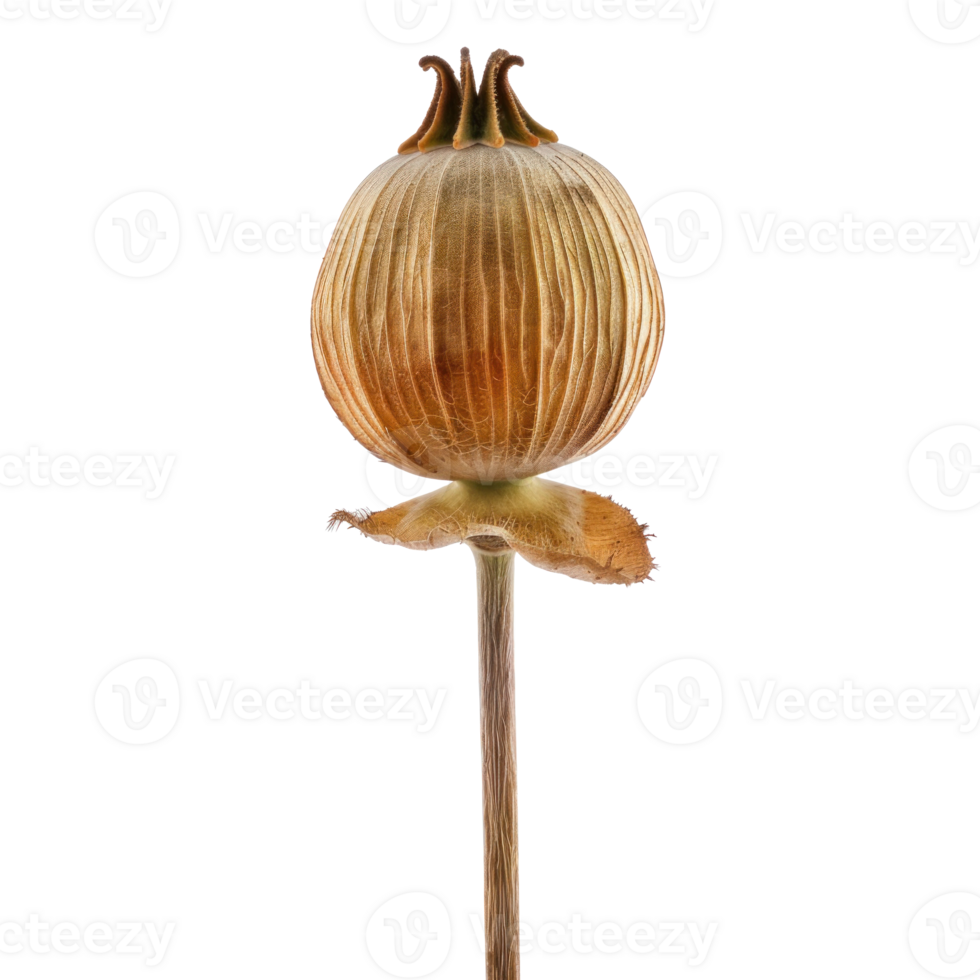 Poppy flower front view full length isolate on transparency background png