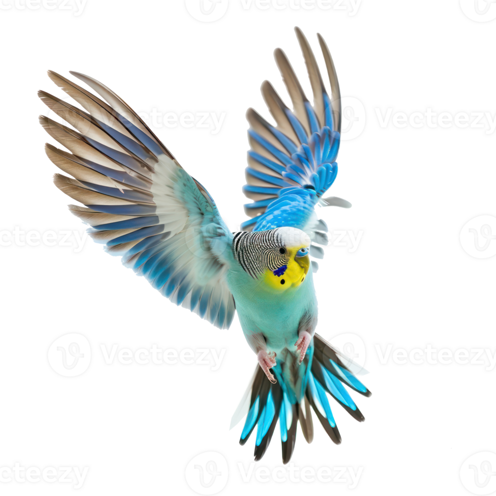 Budgerigar bird fly full body isolate on transparency background png