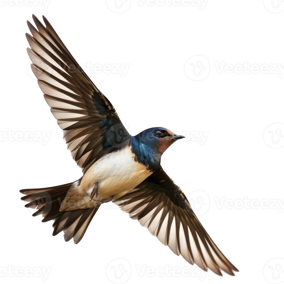 Swallow bird fly full body isolate on transparency background png