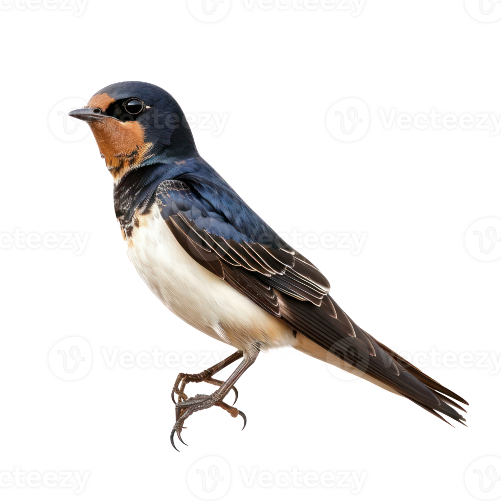 Swallow bird front view full body isolate on transparency background png
