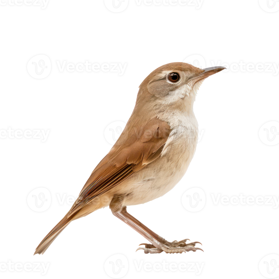 Nightingale bird side view full body isolate on transparency background png