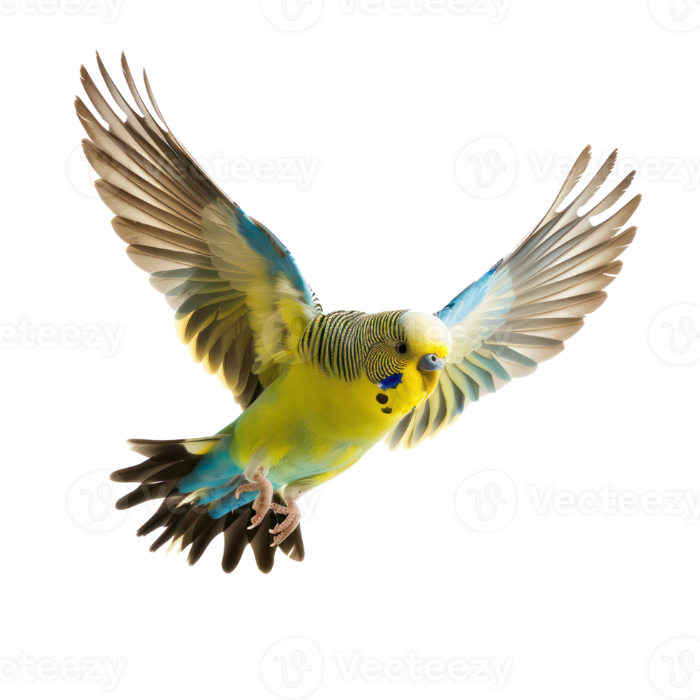 Budgerigar bird fly full body isolate on transparency background png