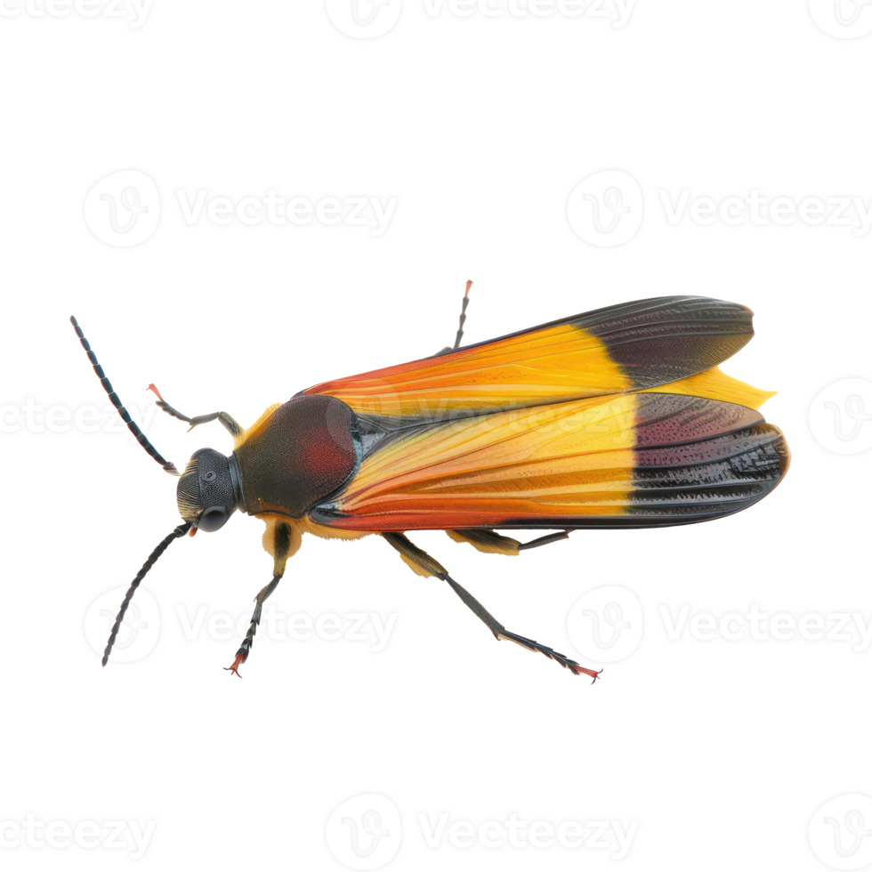 Firefly side view full body isolate on transparency background png