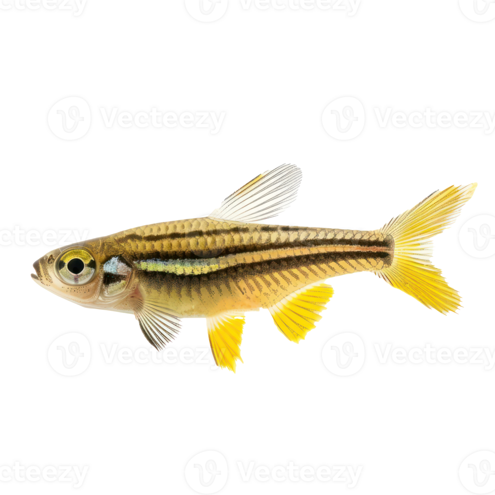 Zebra Danios fish full body isolate on transparency background png