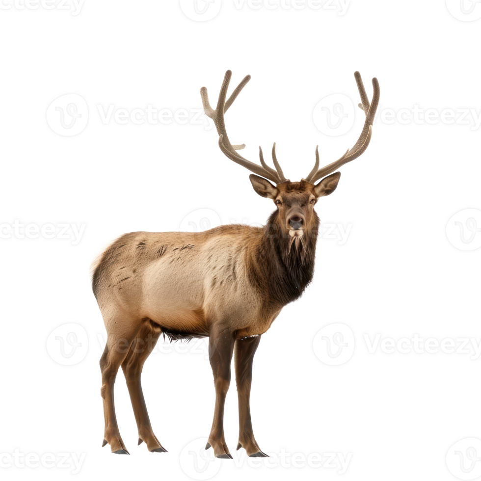 Elk full body isolate on transparency background png