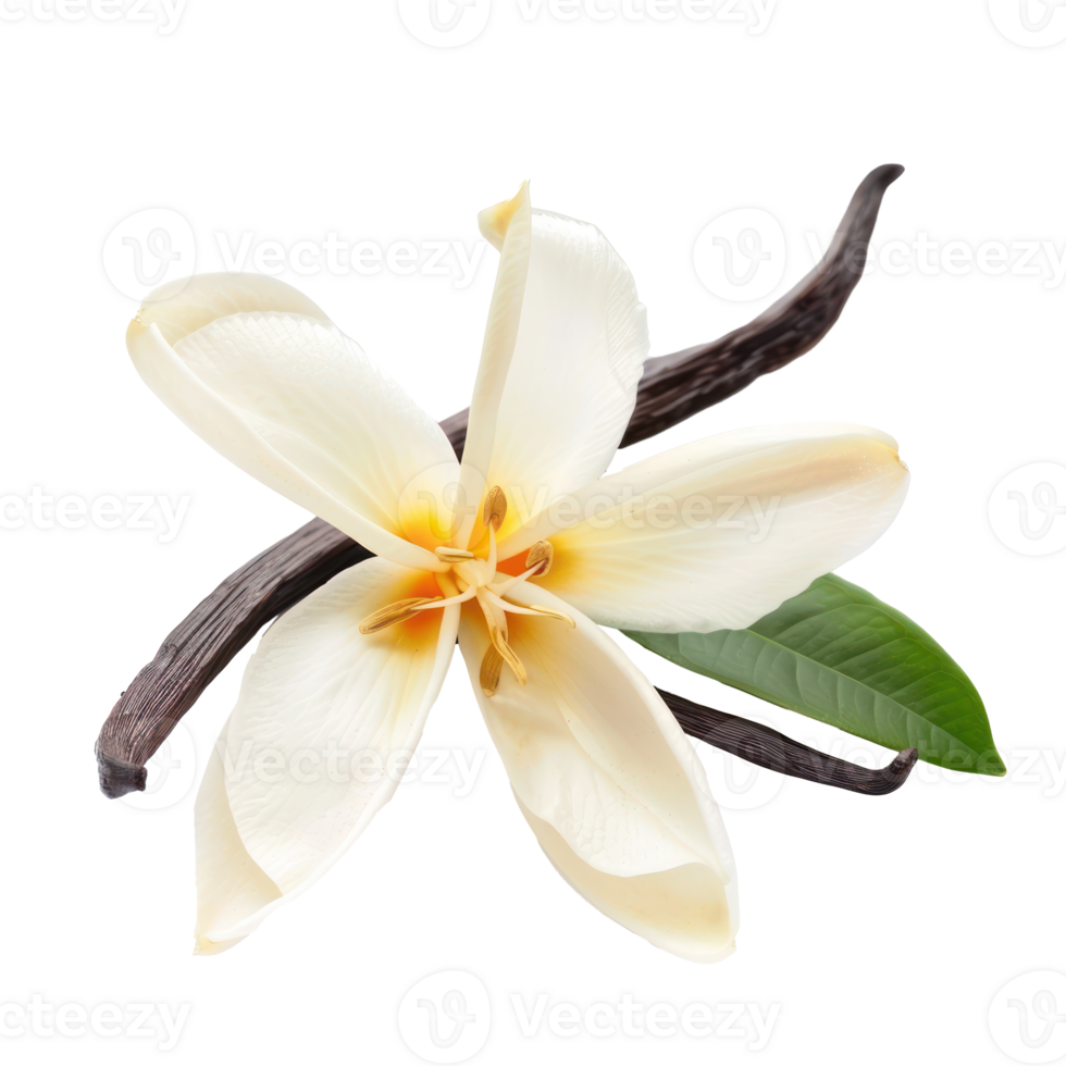 Fresh vanilla flower isolate on transparency background png