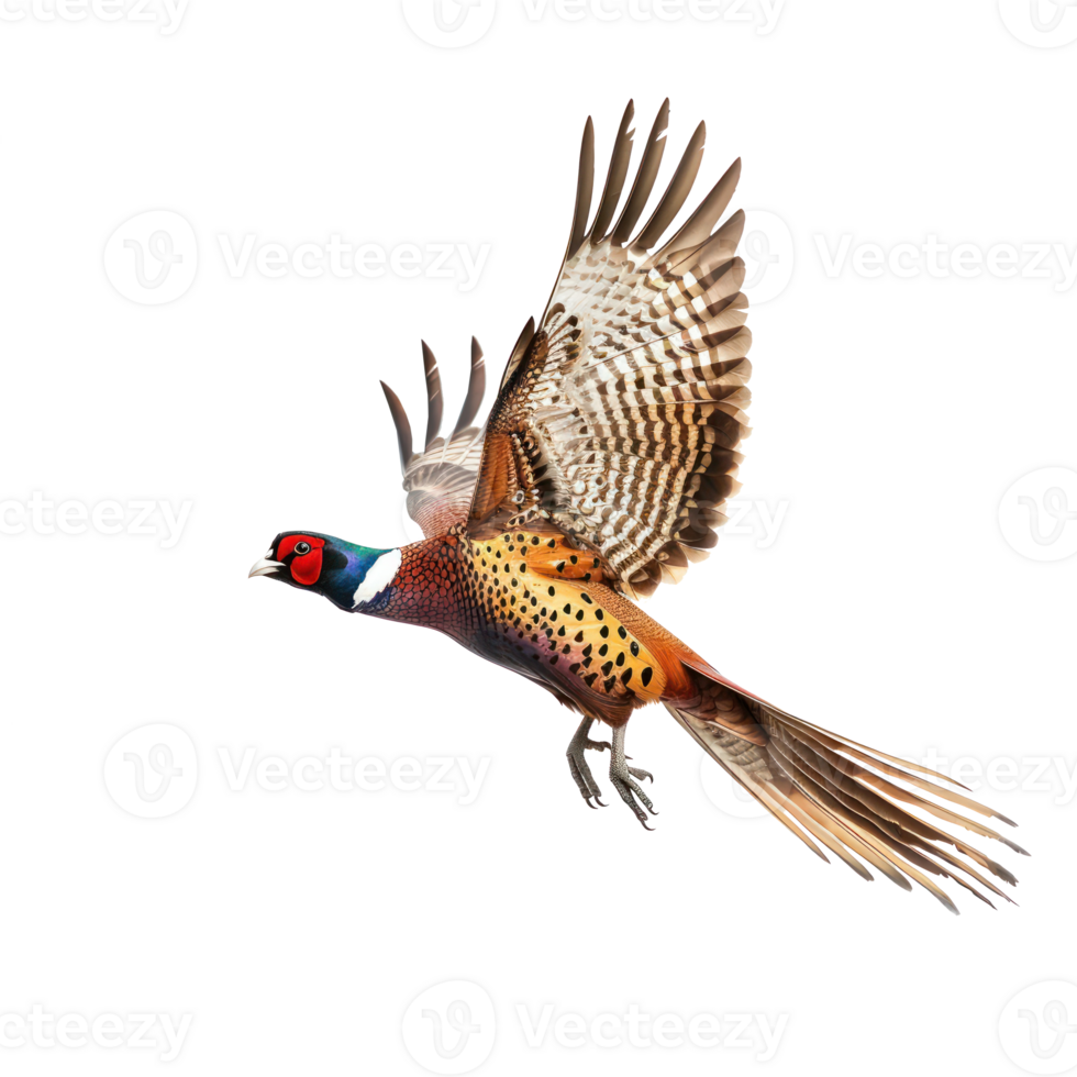 Pheasant bird fly full body isolate on transparency background png