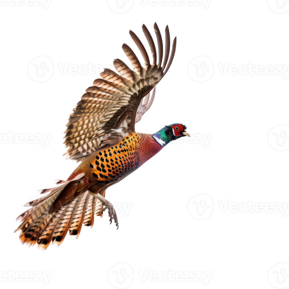 Pheasant bird fly full body isolate on transparency background png
