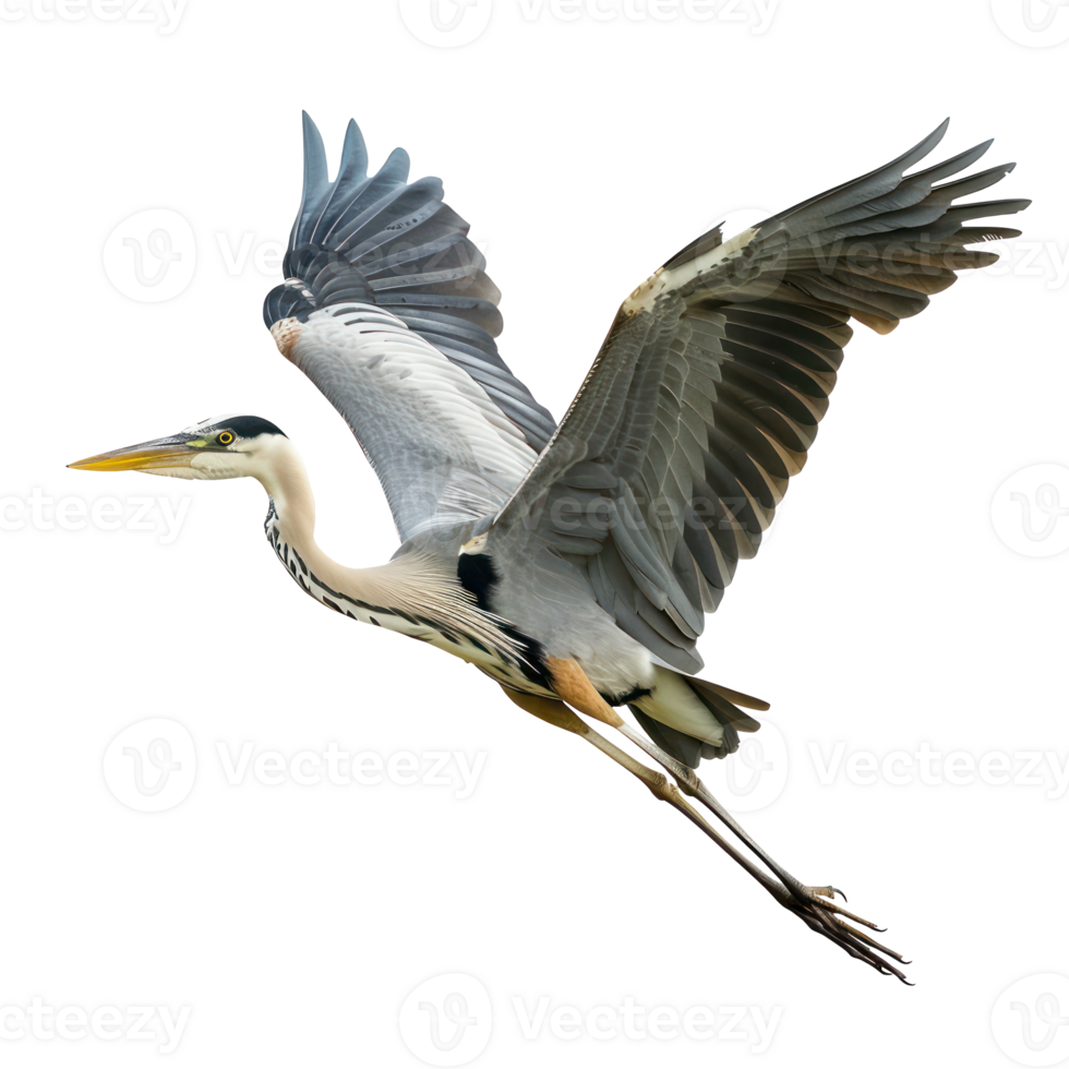 Heron bird fly full body isolate on transparency background png