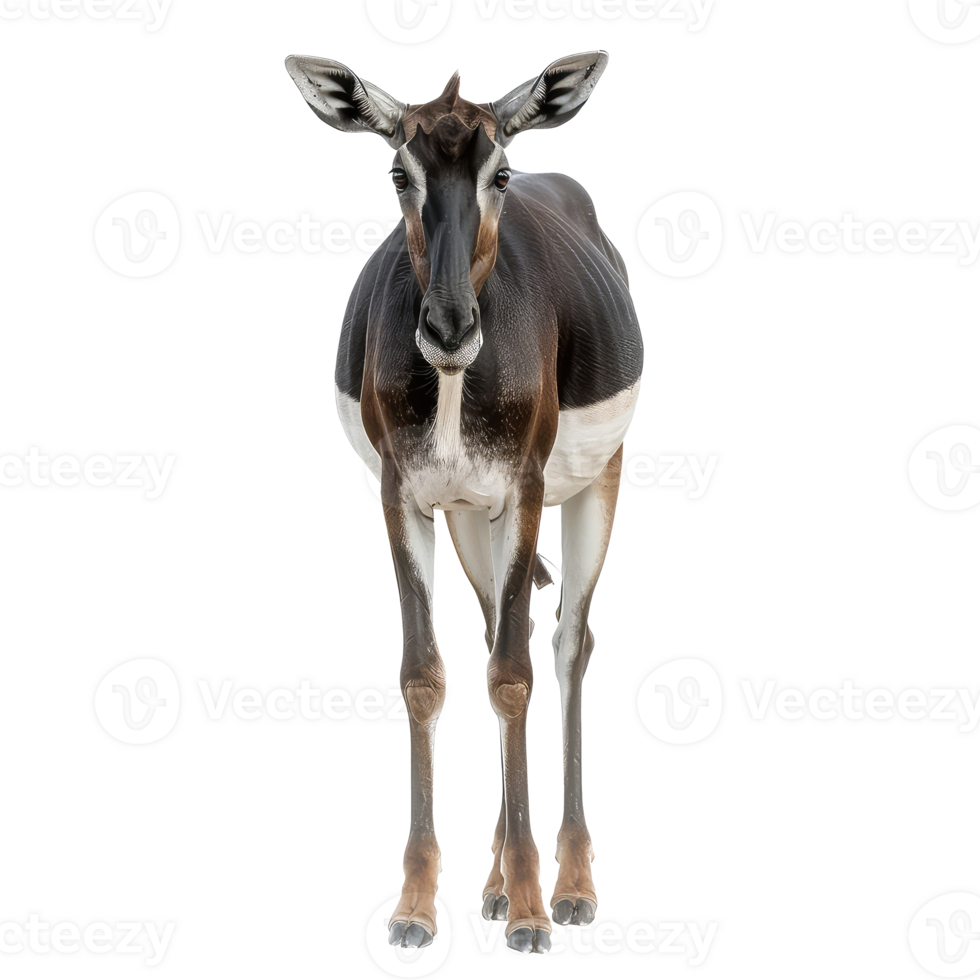 Okapi front view full body isolate on transparency background png