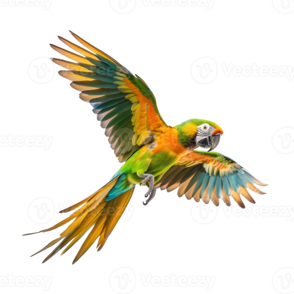 Conure bird fly full body isolate on transparency background png