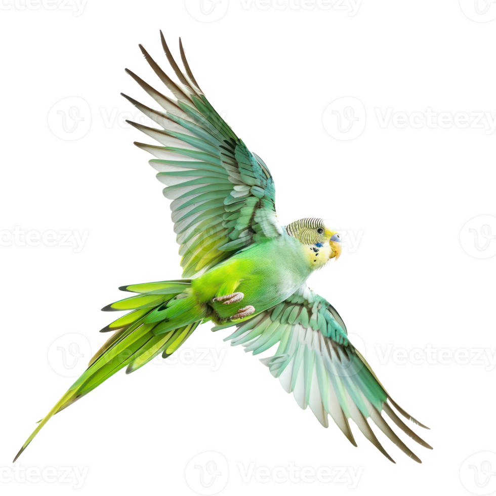 Parakeet fly full body isolate on transparency background png