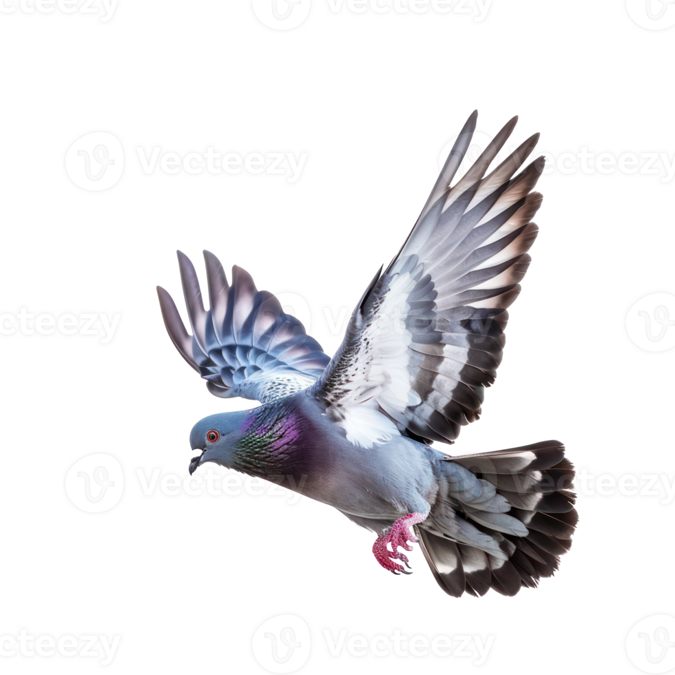 Pigeon fly full body isolate on transparency background png