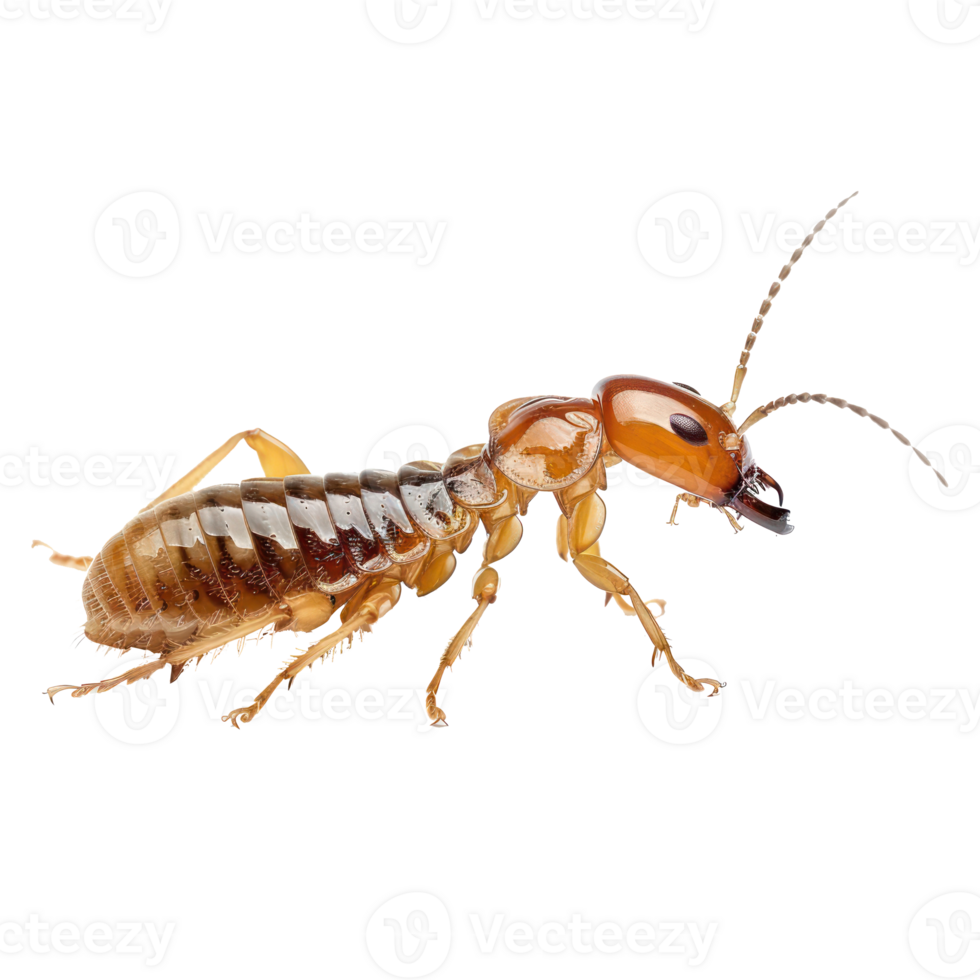 Termite side view full body isolate on transparency background png