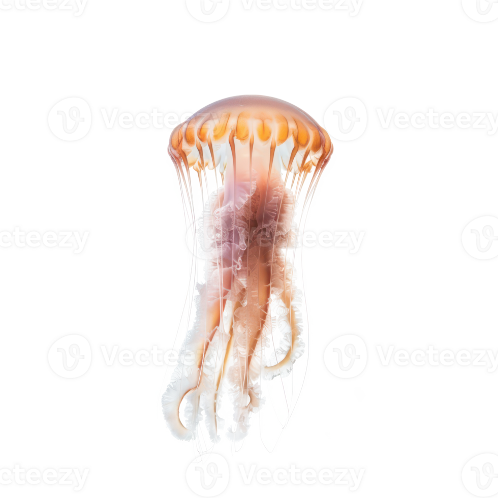 Jellyfish full body isolate on transparency background png