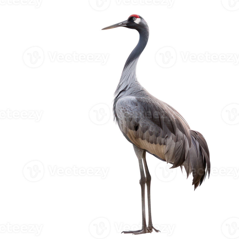 crane bird front view full body isolate on transparency background png