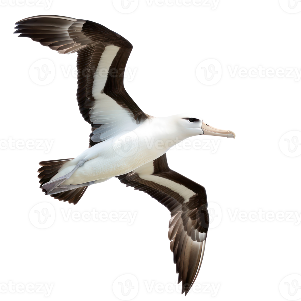 Albatross bird fly full body isolate on transparency background png