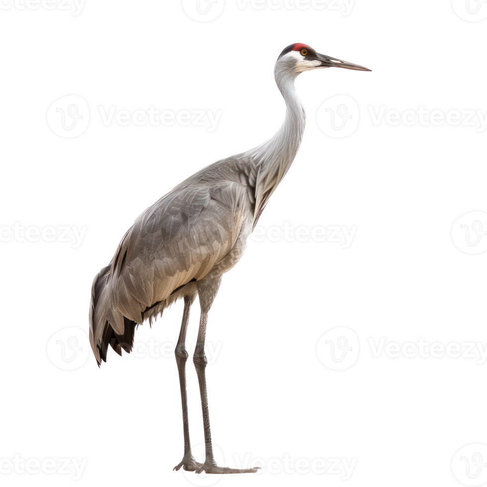 crane bird side view full body isolate on transparency background png