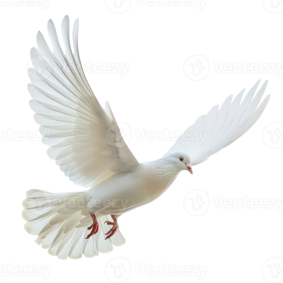 white pigeon or dove flying isolate on transparency background png
