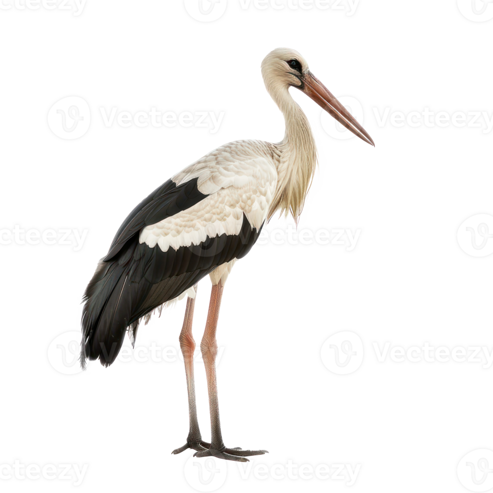 Stork side view full body isolate on transparency background png