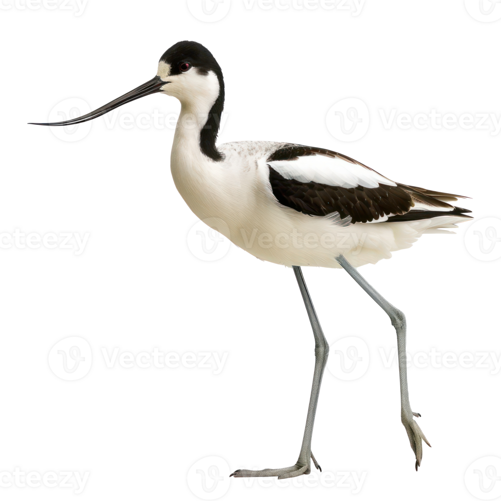 Avocet bird front view full body isolate on transparency background png