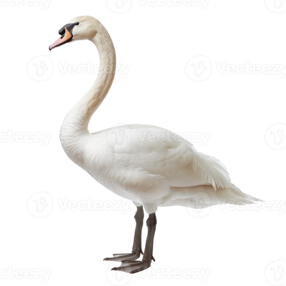Swan full body isolate on transparency background png