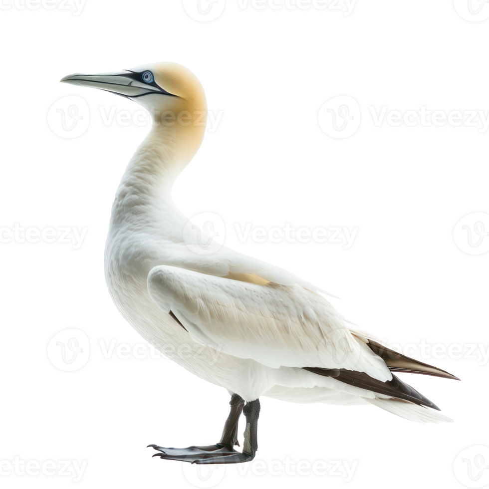 Gannet bird side view full body isolate on transparency background png