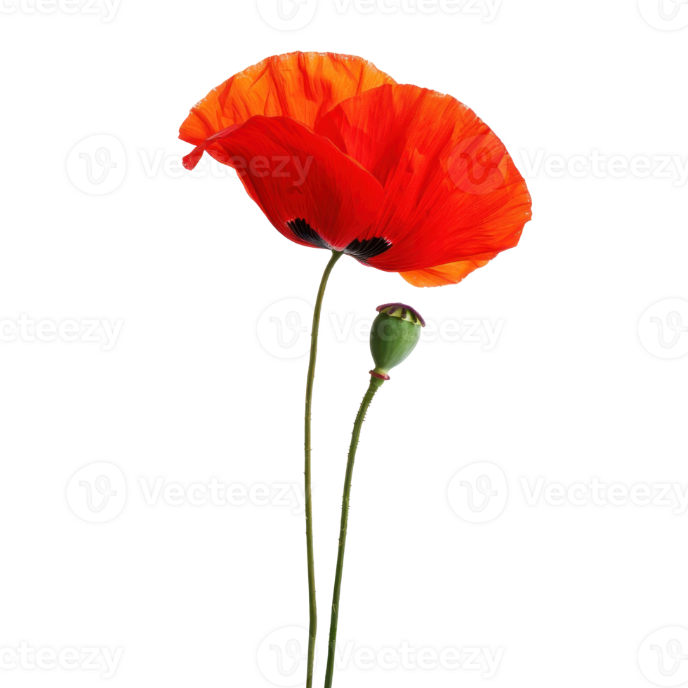 Poppy flower isolate on transparency background png