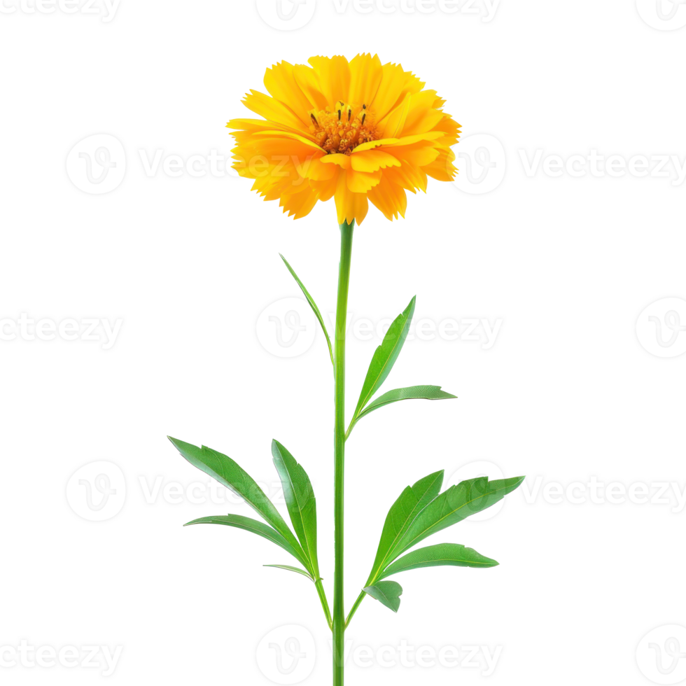 Marigold flower front view full length isolate on transparency background png