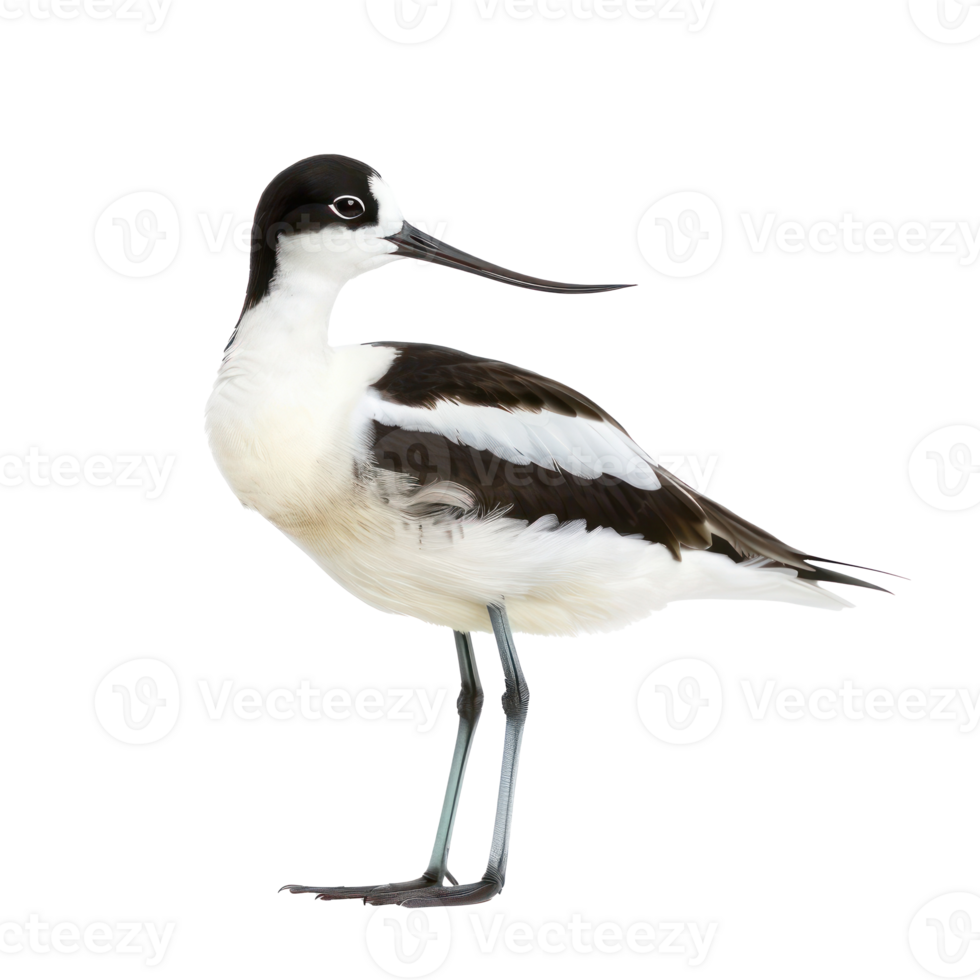 Avocet bird side view full body isolate on transparency background png