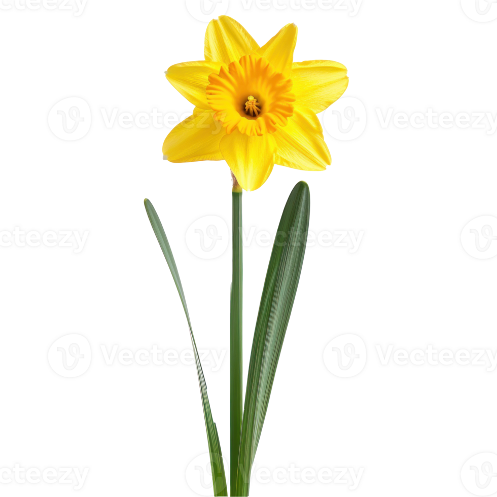 Daffodil flower front view full length isolate on transparency background png