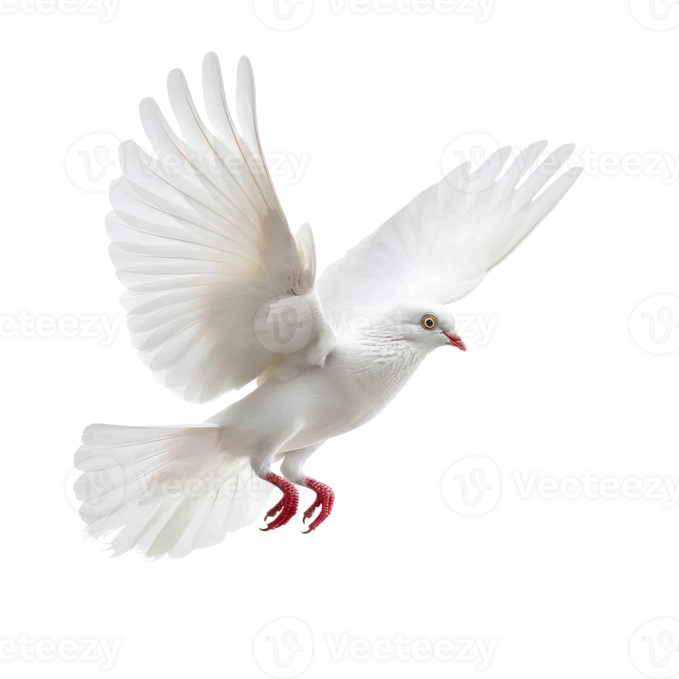 white pigeon or dove flying isolate on transparency background png