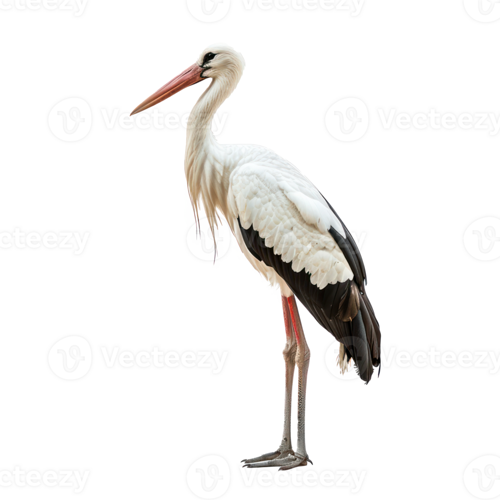 Stork side view full body isolate on transparency background png