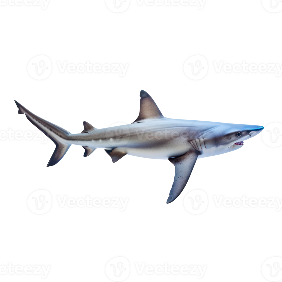 Shark full body isolate on transparency background png